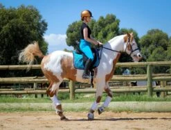 Micro Woven Cotton Blend Jodhpurs In Turquoise - Final Runout, Last Sizes -Ride Strong Shop IMG 9674 Edit 2